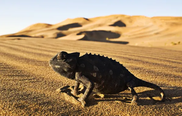 Картинка desert, Iguana, reptile