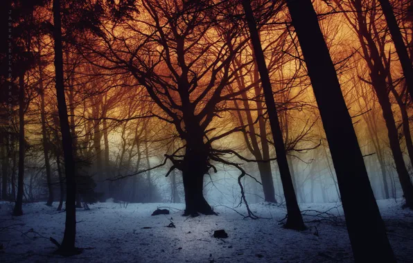 Dark, forest, trees, snow, fog