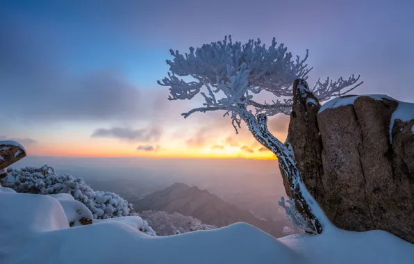 Картинка зима, снег, пейзаж, горы, природа, дерево, скалы, утро