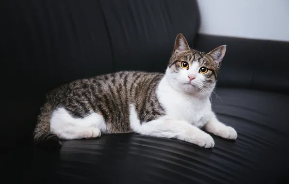 Кошка, кот, взгляд, поза, мордашка