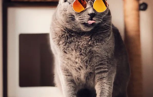 Кошка, кот, взгляд, поза, портрет, мордашка