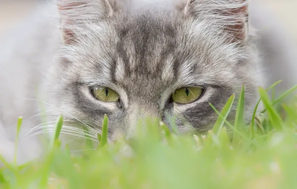 Картинка кошка, трава, глаза, взгляд, мордочка, котейка