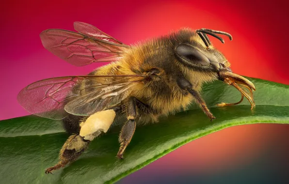 Макро, насекомые, пчелы, стекинг
