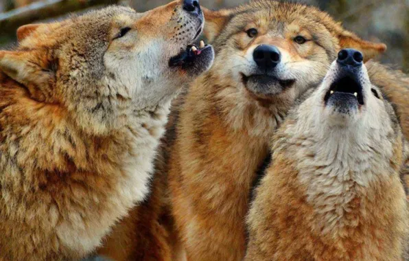 Картинка nature, predator, animal, wolf, wildlife, portrait, portrait., Canis lupus. face