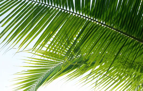 Картинка листья, природа, пальма, nature, leaves, palm