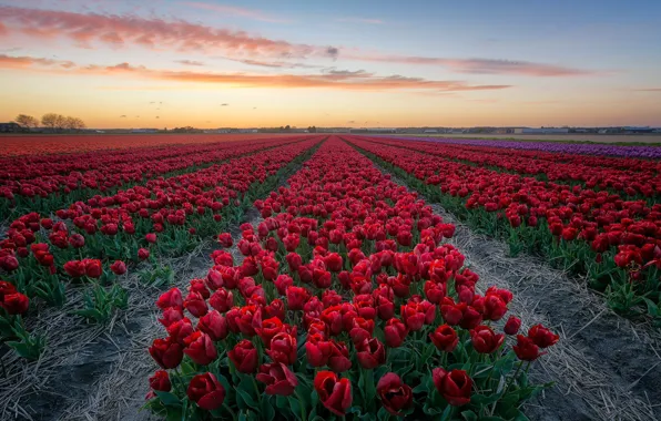 Картинка поле, цветы, вечер, тюльпаны