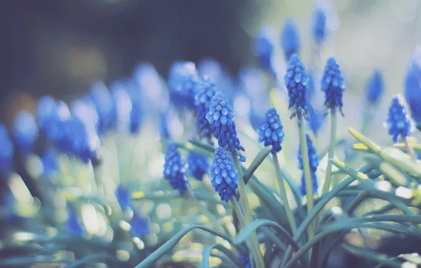 Картинка цветы, лепестки, синие