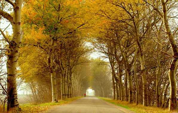 Картинка дорога, осень, листья, деревья, человек, аллея, пешеход