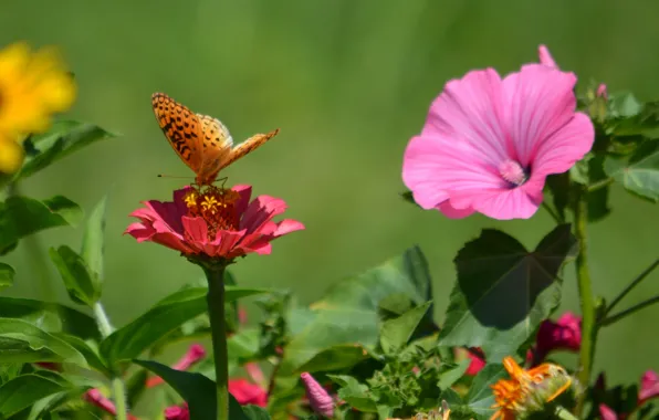 Картинка цветы, бабочка, растение, крылья, лепестки, насекомое, мотылек