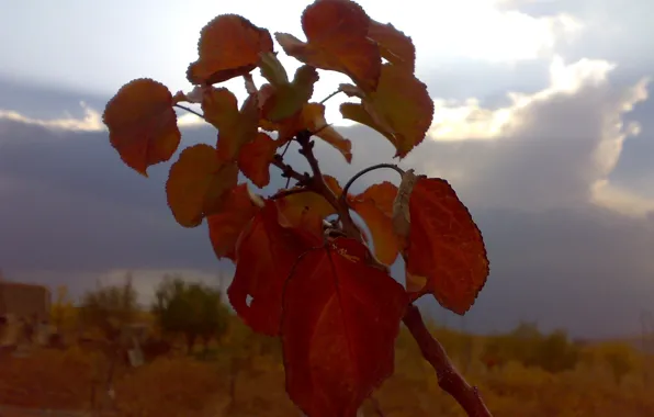 Sunset, iran, leavs