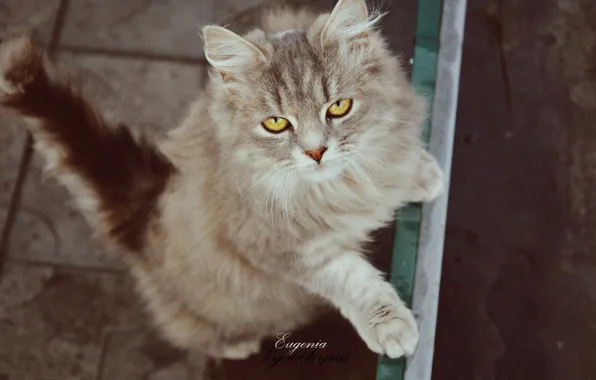 Кошка, серая, бежит, кошечка