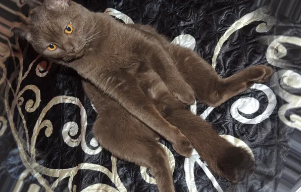 Кот, лиловый, британец