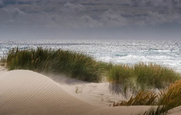 Картинка песок, море, пляж, ветер, растительность, дюны