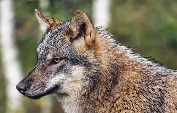 Картинка nature, face, animal, wolf, wildlife, head, fur, mammal