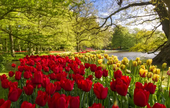 Картинка деревья, цветы, пруд, парк, желтые, тюльпаны, красные, Нидерланды