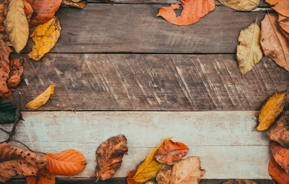 Картинка осень, листья, фон, дерево, colorful, wood, background, autumn