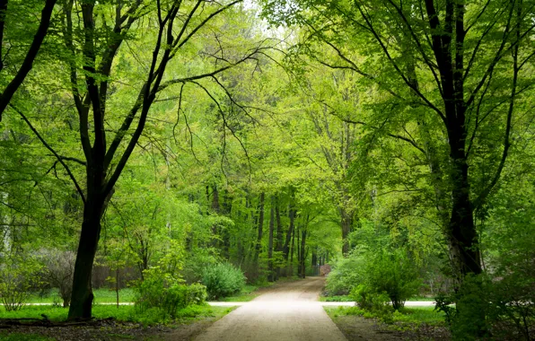 Картинка зелень, лес, лето, деревья, природа, парк, обои, Германия