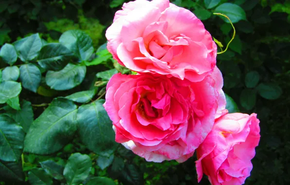 Rose, nature, leaf, plant