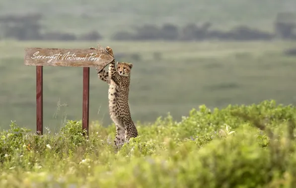 Картинка africa, Cheetah, Serengeti National Park