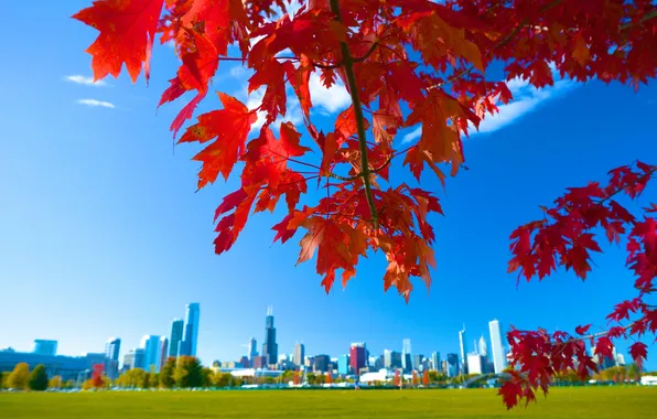Картинка осень, небо, листья, город, дома, Чикаго, США, клен