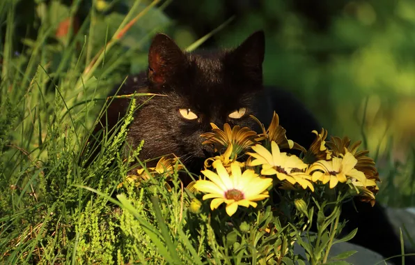Картинка лето, трава, глаза, кот, черный, растения