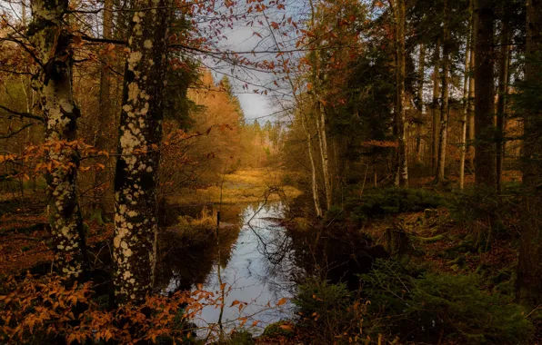 Картинка осень, лес, деревья, озеро, Германия, Germany, Bavaria, Hackensee