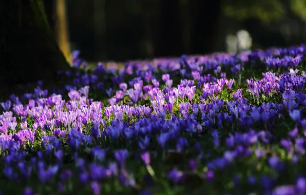 Картинка Весна, Spring, Фиолетовые цветы, Purple flowers