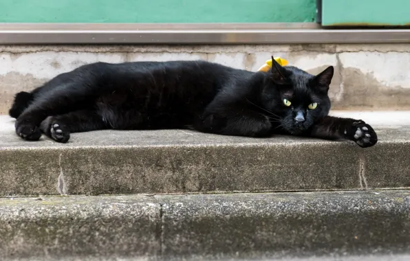 Кот, отдых, черный, котейка