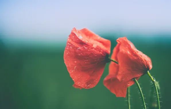Flowers, drops, poppy, stalks