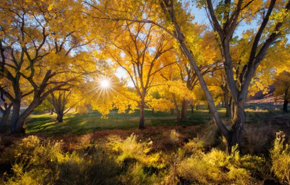 Осень, листья, солнце, лучи, деревья, природа, время года
