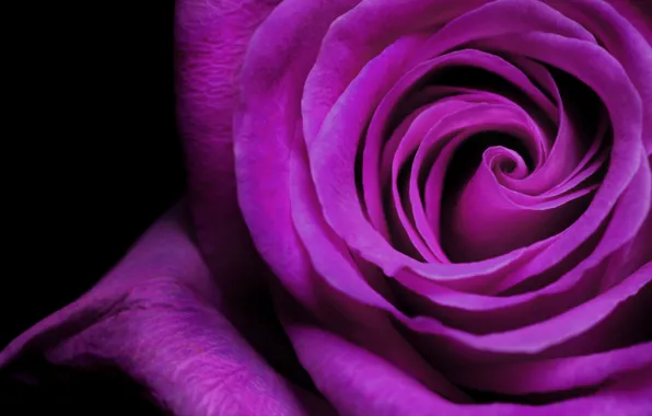 Фиолетовый, роза, лепестки, бутон