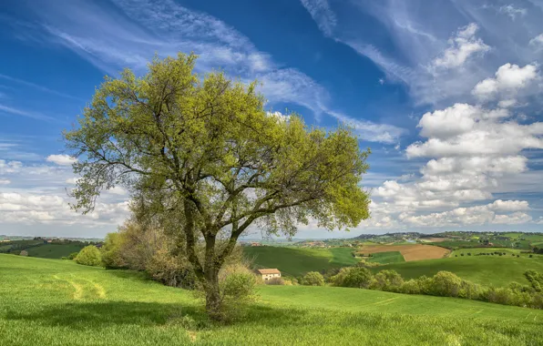Дом, дерево, холмы, поля, весна, Италия