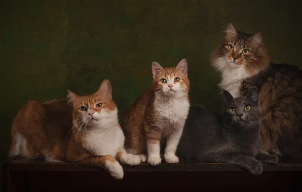 Кошка, кот, взгляд, кошки, поза, темный фон, котенок, стол