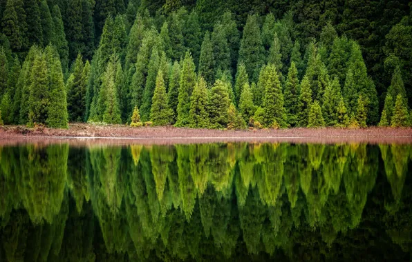 Картинка лес, природа, озеро