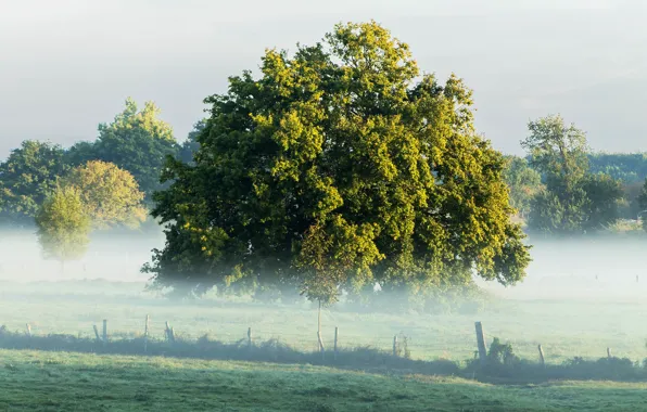 Картинка Trees, Field, Утро, Nature, Деревья, Summer, Природа, Поле