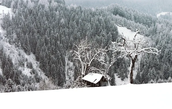 Картинка зима, лес, снег, деревья, мороз, forest, Nature, trees