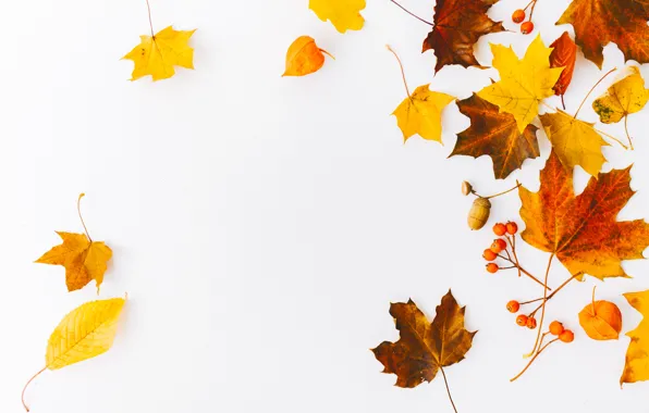 Осень, листья, фон, colorful, background, autumn, leaves, осенние