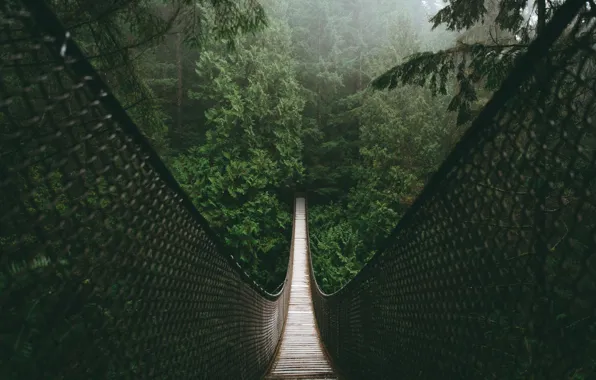 Картинка лес, мост, природа