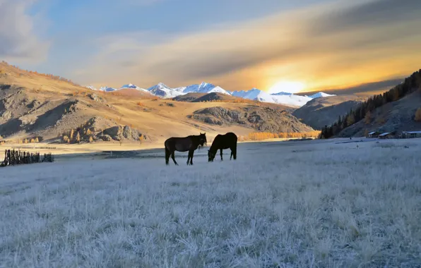 Картинка осень, лошади, Алтай