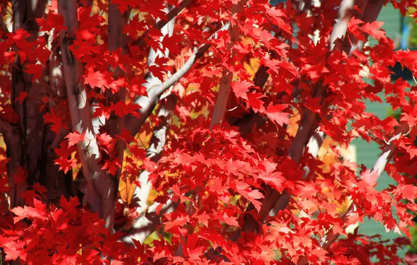 Картинка осень, листья, деревья, ветки, багрянец