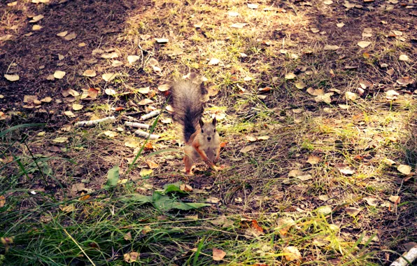 Картинка осень, лес, утро, белка, смотрит