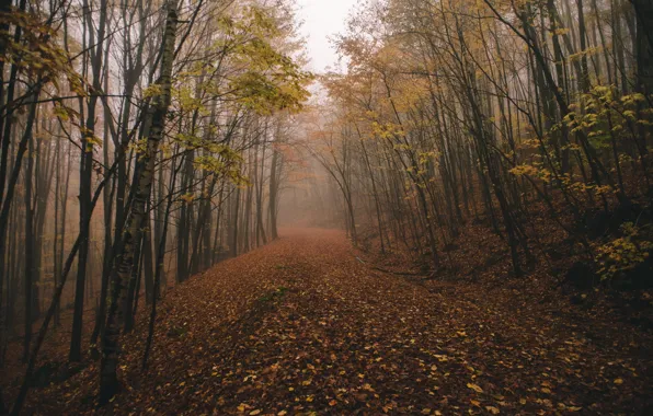Картинка forest, fog, fall, chasingfog