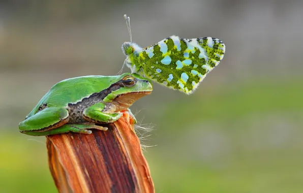 Frog, butterfly, freedom, crwon