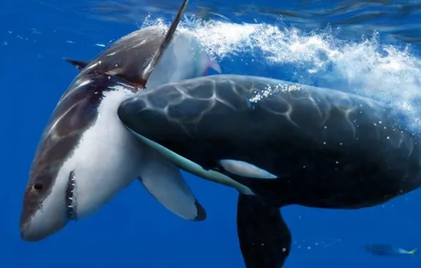 Картинка orca, great white vs killer whale, great white, animals killers