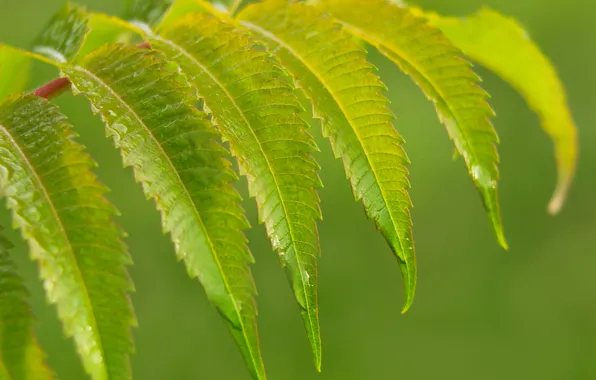 Green, leafs, plant