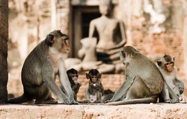 Картинка Таиланд, Макаки, Thailand, Macaques, Lopburi, Лопбури, Monkeys in the temple ruins of Lopburi