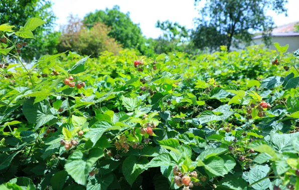 Малина, Raspberry, Узб, Фергана