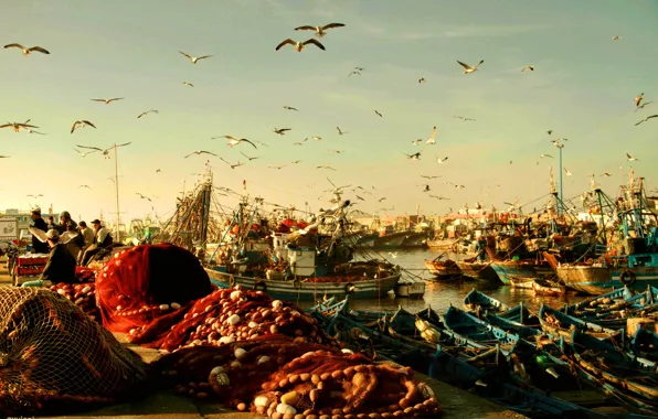 Птицы, сети, чайки, лодки, утро, порт, рыбаки, Марокко