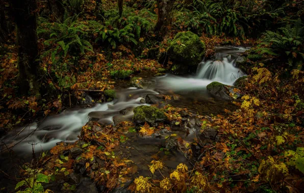Осень, лес, листья, ручей, папоротник, штат Вашингтон, Mount Rainier National Park, Национальный парк Маунт-Рейнир