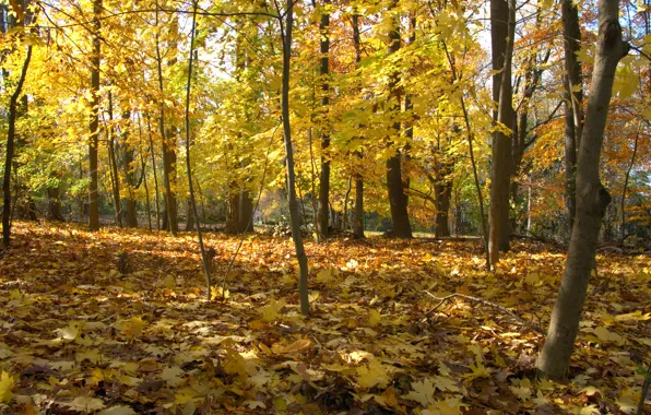 Картинка осень, лес, листья, деревья, парк, forest, Nature, листопад